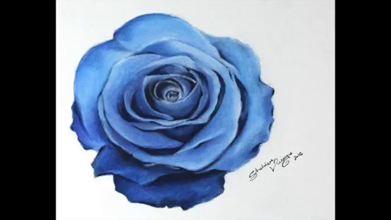 1280x720 Timelapse Drawing A Blue Rose
