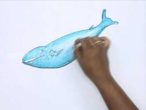 480x360 How To Draw A Blue Whale