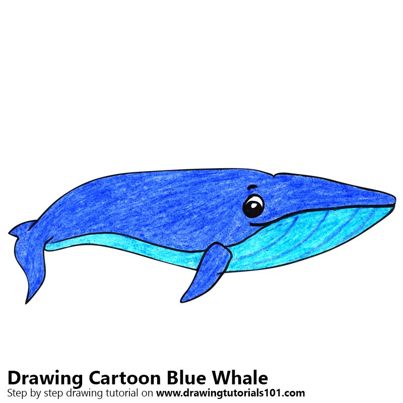 800x800 Learn How To Draw A Cartoon Blue Whale (Cartoon Animals) Step By