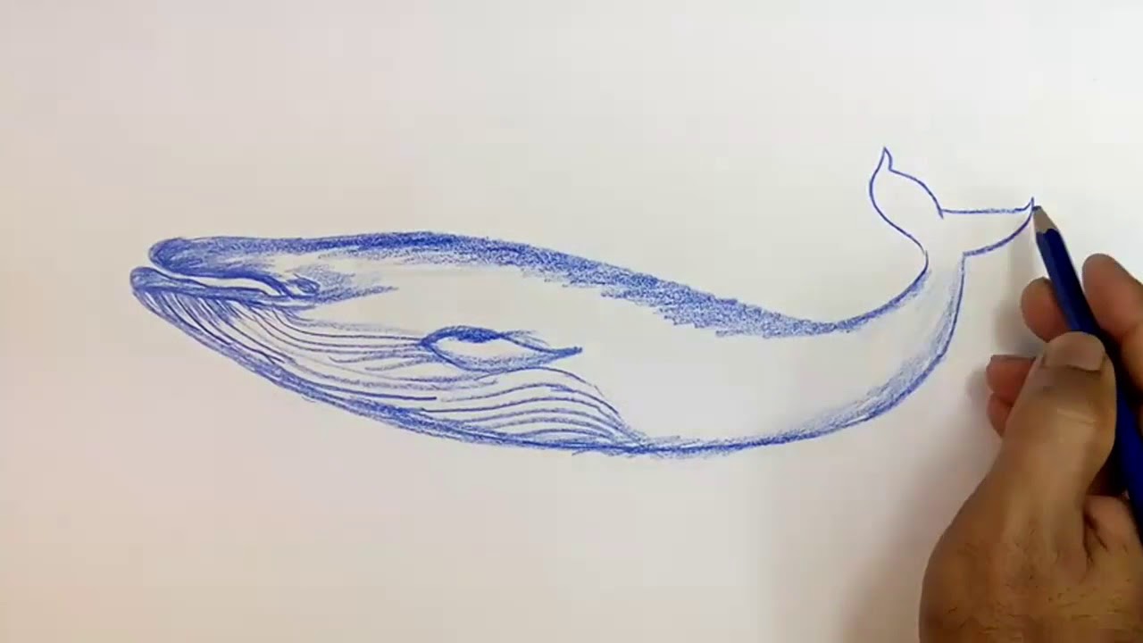1280x720 How To Draw Blue Whale.