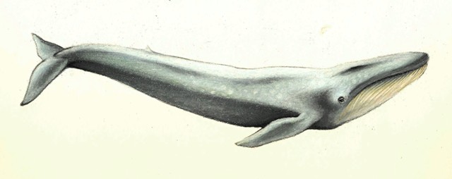 640x254 Blue Whale Mary P. Williams Scientific Illustration