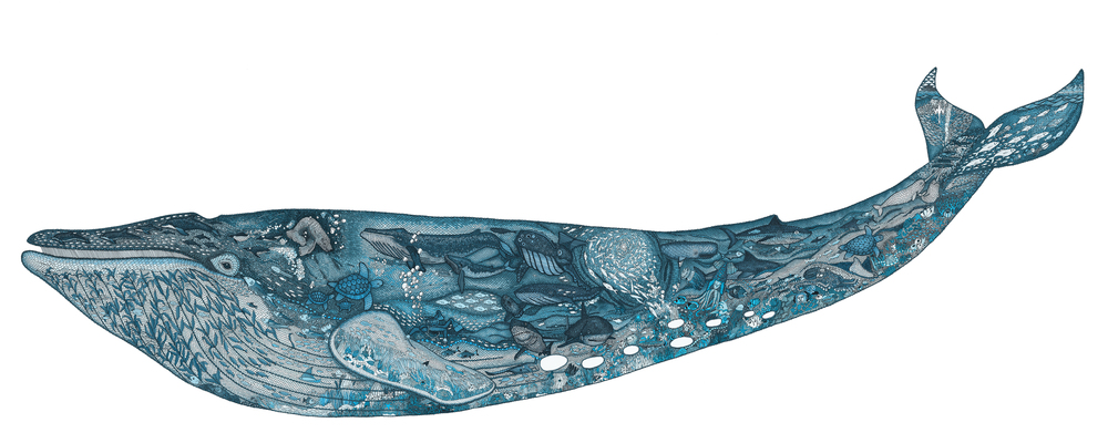 1000x400 Blue Whale Noahs Ark Claire Scully
