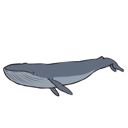 500x500 How to draw a blue whale  Embroidery Ideas