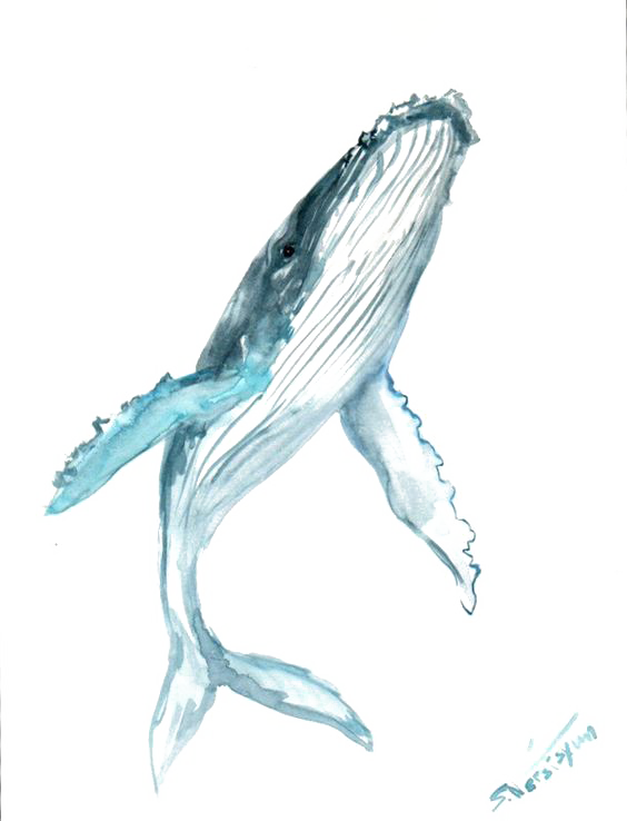 564x738 Humpback Whale Drawing Watercolor Painting Clip Art