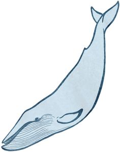 236x300 Blue Whale