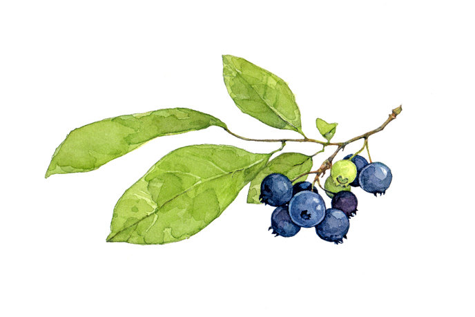 688x459 Blueberries Botanical Watercolor Print
