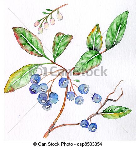 433x470 Blueberry (Vaccinium Corymbosum) Drawing