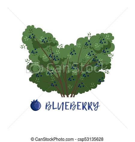 450x470 Blueberry Berry Bush With Name Vector Illustration On A Vector