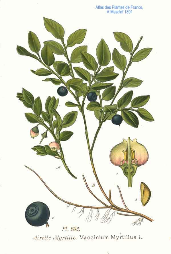 600x892 Reference On Berry Illustration Bilberry Blueberry Art