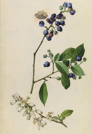 300x436 Understanding Climate Change, With Help From Thoreau Global