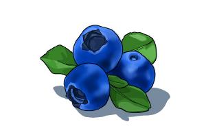 300x200 How To Draw A Blueberry