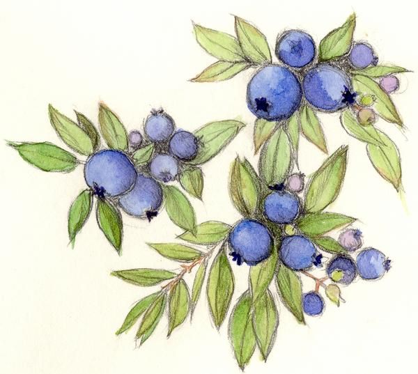 600x537 Blueberries Drawing Blueberry, Drawing By Cindy Robbins 2002