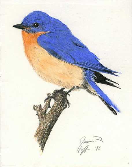457x576 Bluebird Drawing By Jesska Hoff
