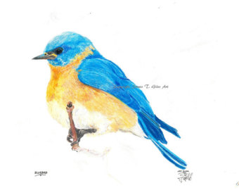 340x270 Bluebird Drawing Etsy