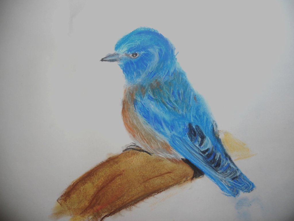 1024x768 Western Bluebird Drawing By Paublopowers
