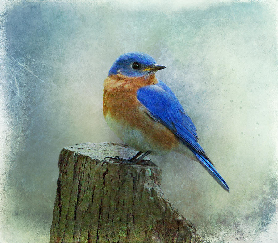 900x786 Eastern Bluebird Drawing Eastern Bluebird Ii Photograph