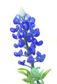 185x272 Texas Bluebonnet Season!! See All The Sightings Things To Try