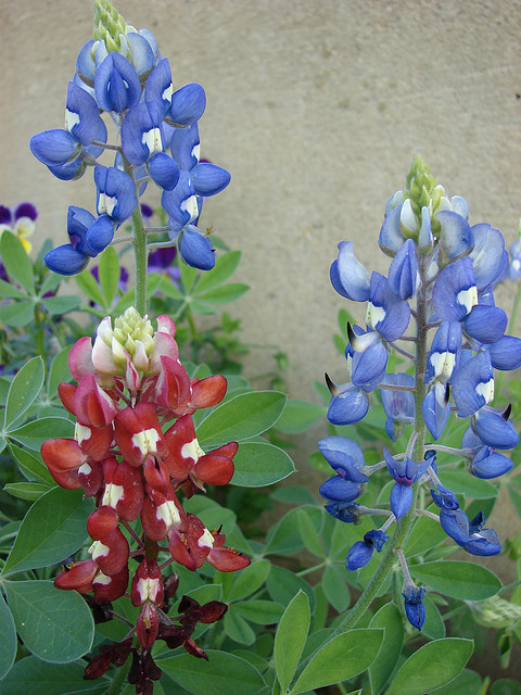 480x640 Texas State Flower Bluebonnet
