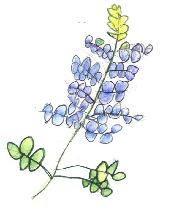 576x736 Kids Learn How To Draw A Blue Bonnet And Use Water Color To Create