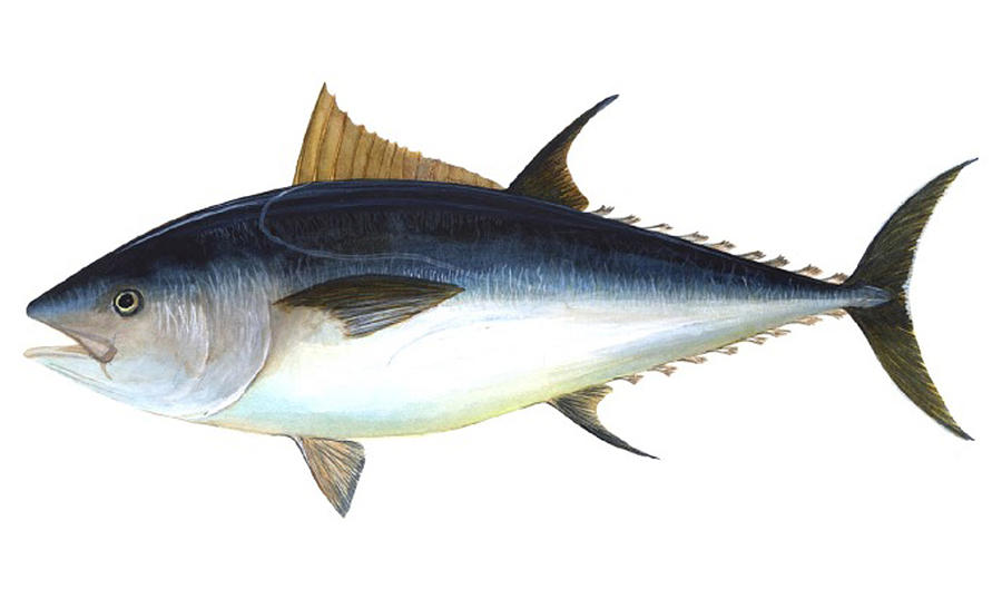 900x529 Bluefin Tuna Illustration Drawing By Artworkassociates