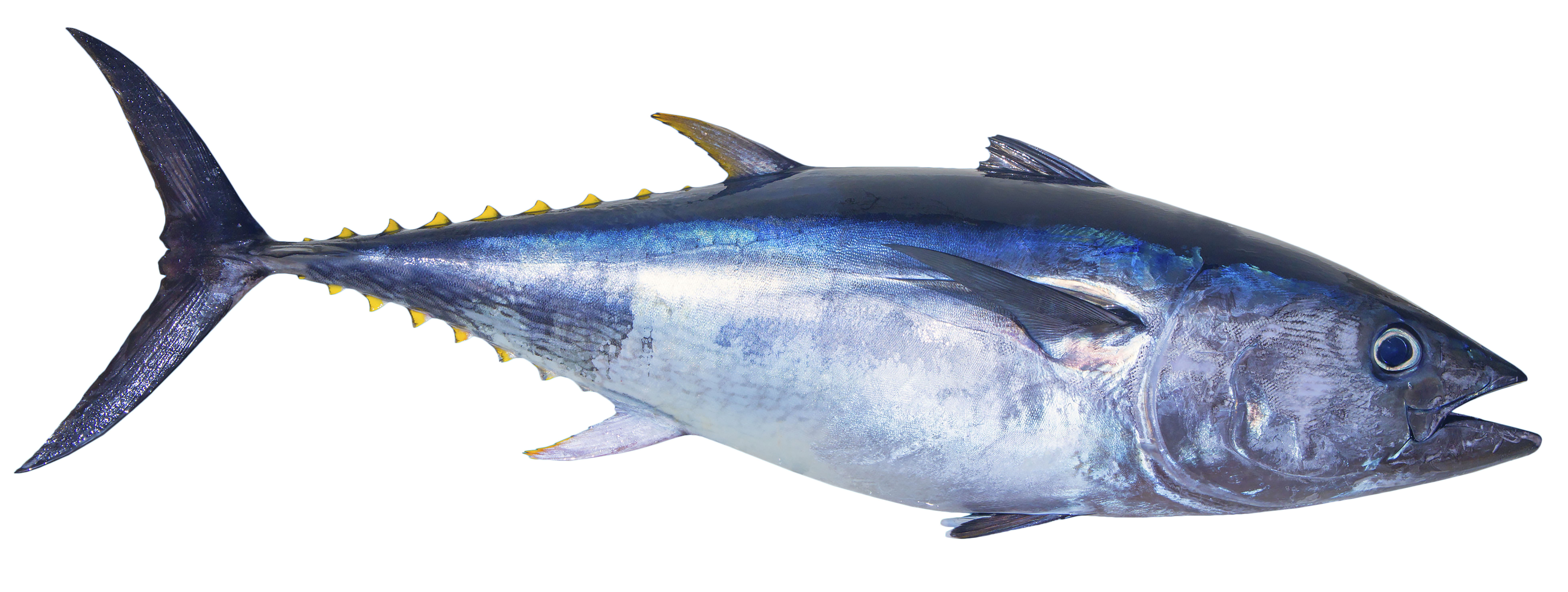 7825x2953 Can Farmed Tuna Save The Bluefin From Extinction The Japan Times