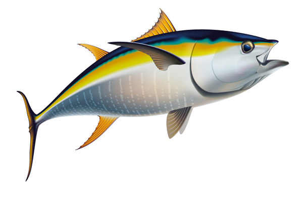 600x400 Drawing Of A Yellowfin Tuna On Behance