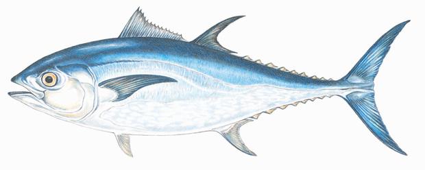 620x248 Learn About Atlantic Bluefin Tuna Mass.gov
