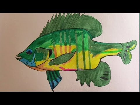 480x360 Fish Drawing! Ep.1