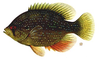 339x205 Glerlsea Grant Great Lakes Water Life Photo Gallery