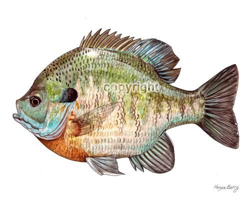 500x400 Bass Fish Paintings