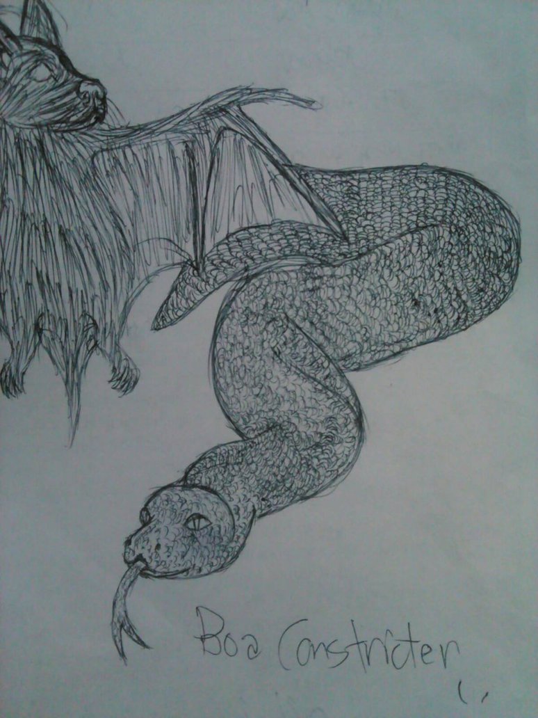 774x1032 My First Drawing Of A Boa Constrictor By Auburneythehyena