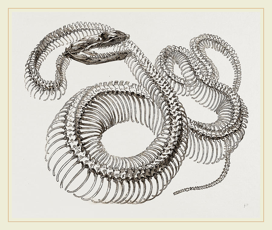 900x760 Skeleton Of Boa Constrictor Drawing By Litz Collection