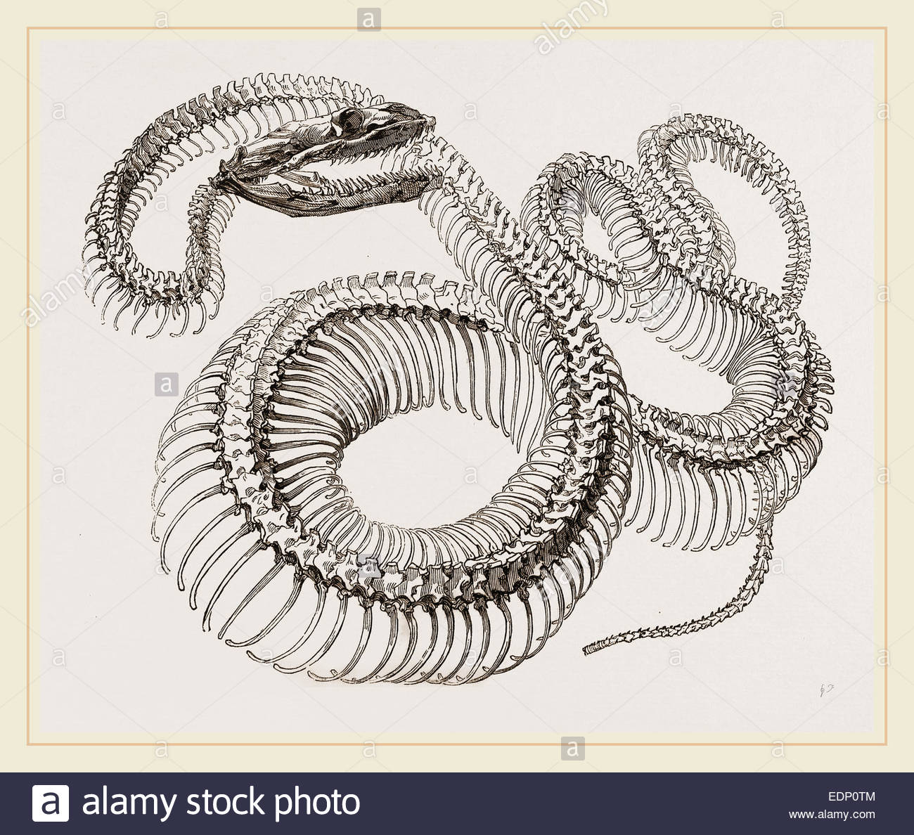 1300x1188 Skeleton Of Boa Constrictor Stock Photo 77315636