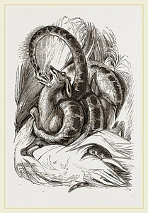 209x300 Boa Drawings Fine Art America