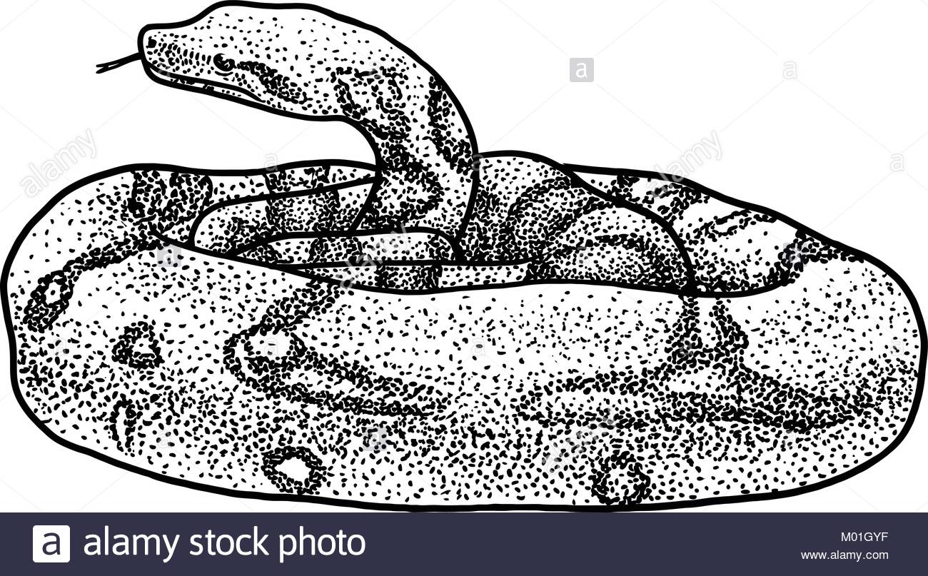 1300x807 Boa Illustration, Drawing, Engraving, Ink, Line Art, Vector Stock