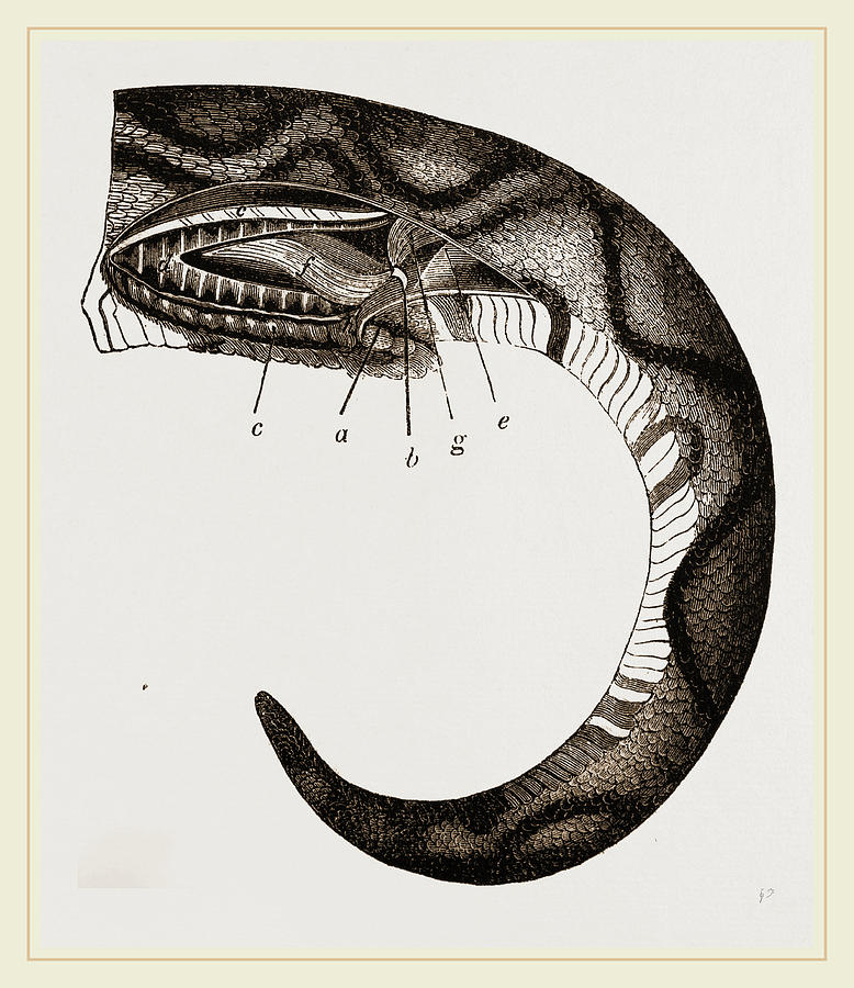 778x900 Tail Of Boa Drawing By Litz Collection