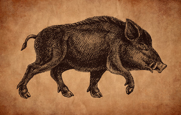 600x384 Boar Drawing By Feoris