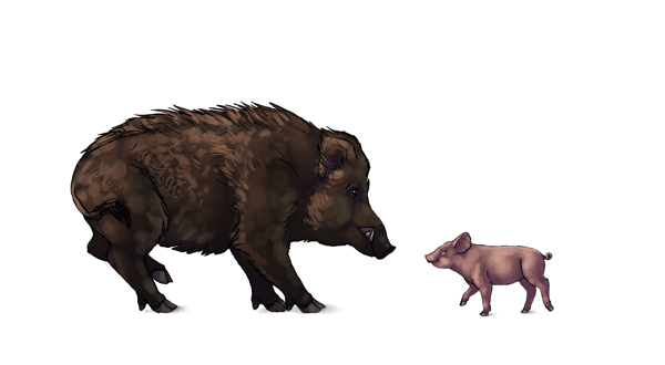 600x330 How To Draw Pigs, Wild Boars And Warthogs By Monikazagrobelna