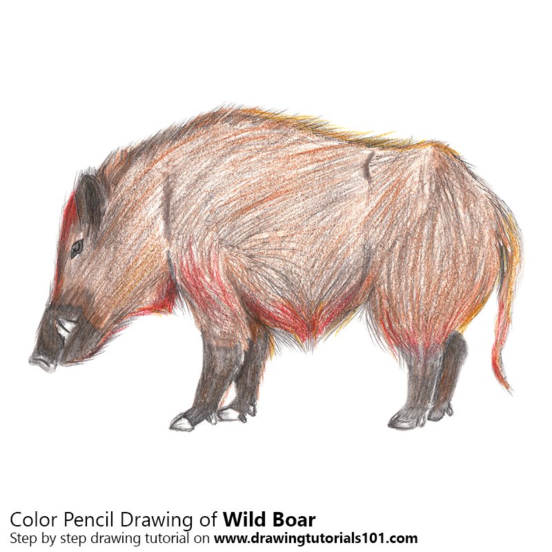 800x800 Wild Boar Colored Pencils