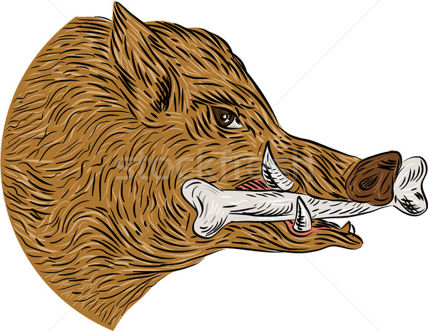 600x464 Wild Boar Razorback Bone In Mouth Drawing Vector Illustration
