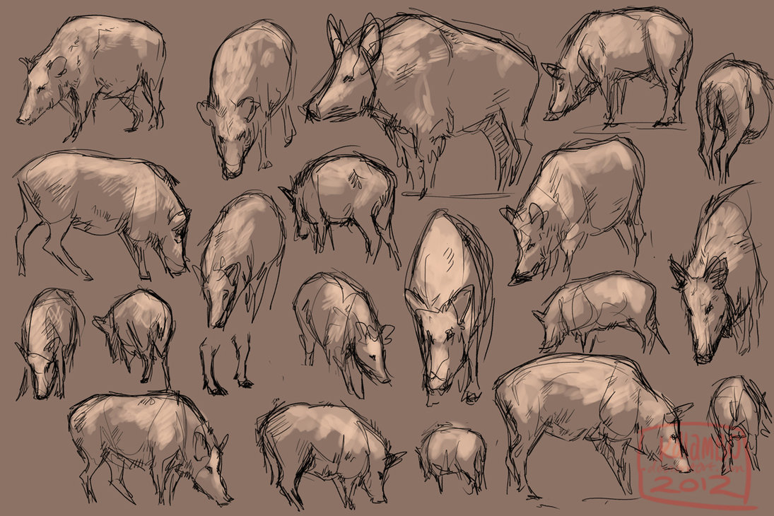 1095x730 Wild Boar Studies By Kalambo