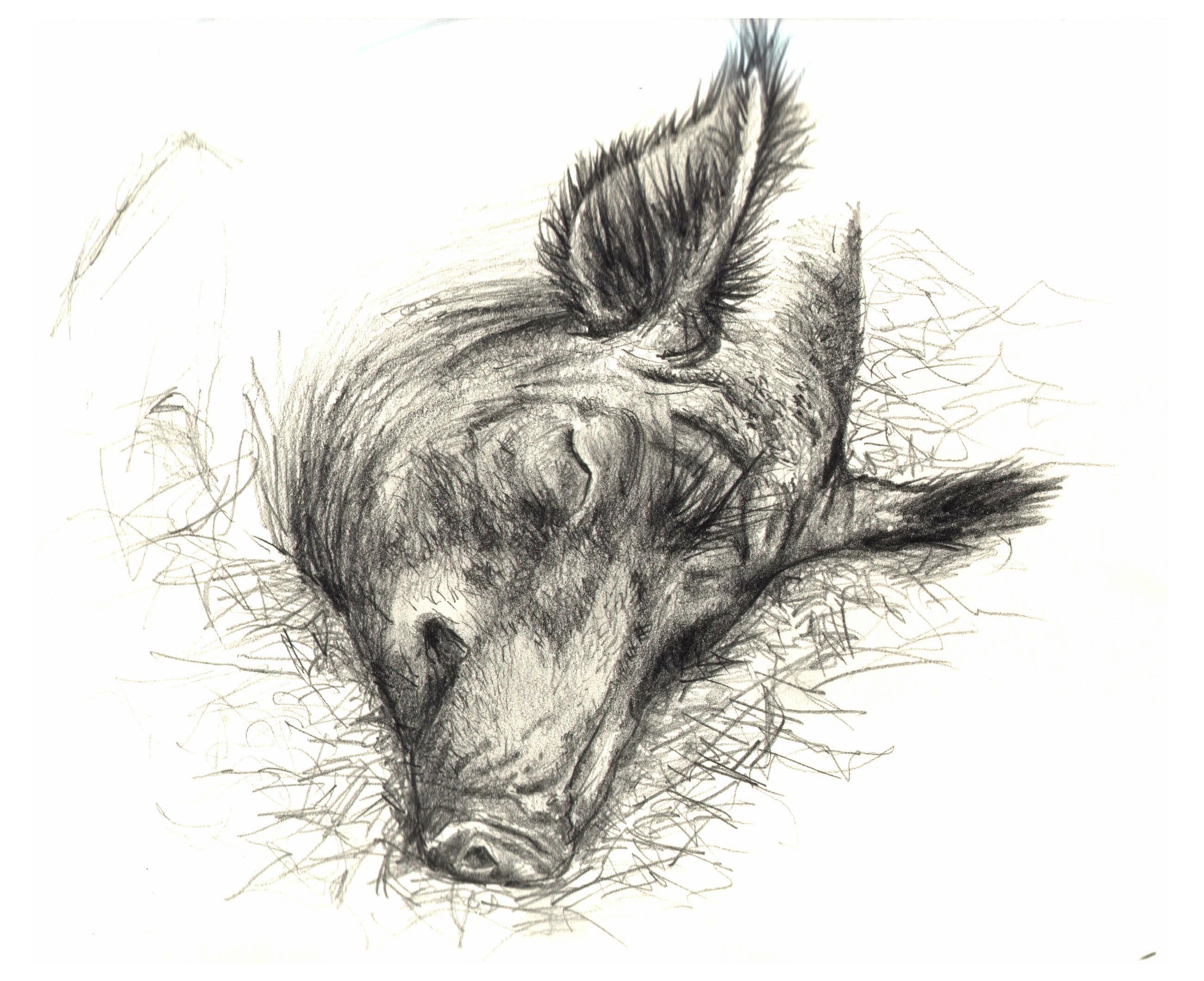 2600x2120 Wild Boar By Lindseydearnley
