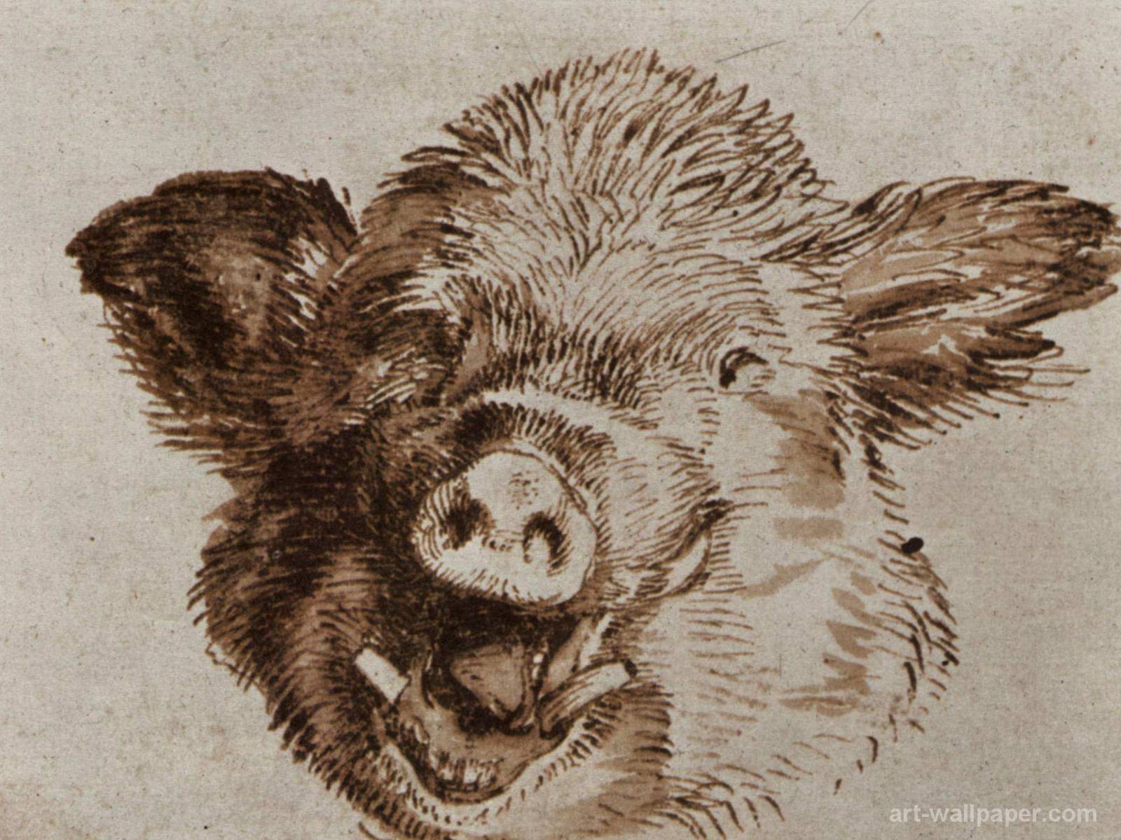 1600x1200 Study Of A Boars Head Snyders Frans Hunting Scenes