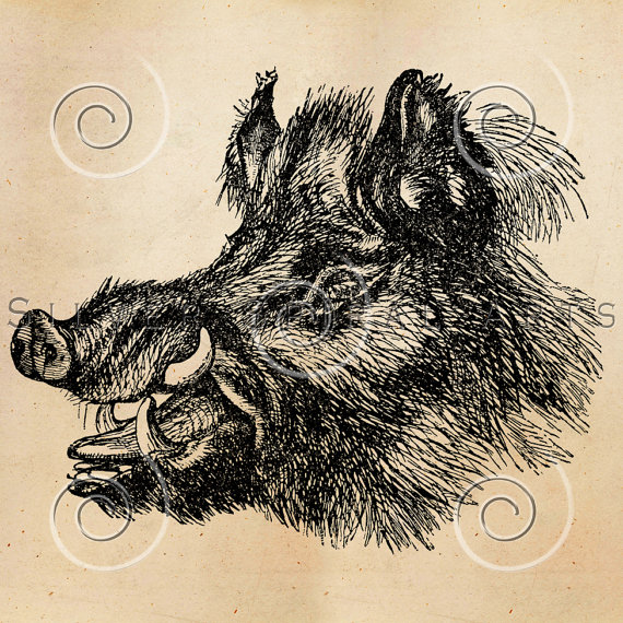 570x570 Vintage Boar Head Illustration Printable By Silverspiralstudio