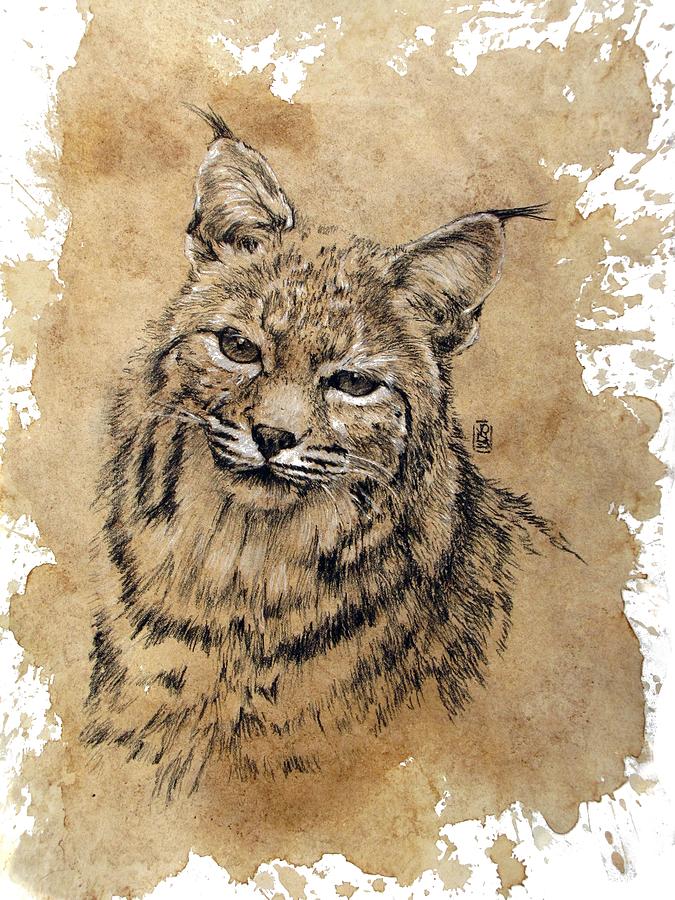 675x900 Bobcat Drawing By Debra Jones