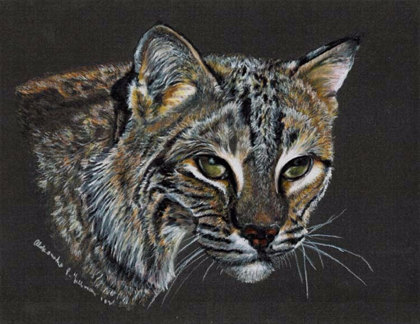 420x324 Colored Pencil Bobcat Drawing