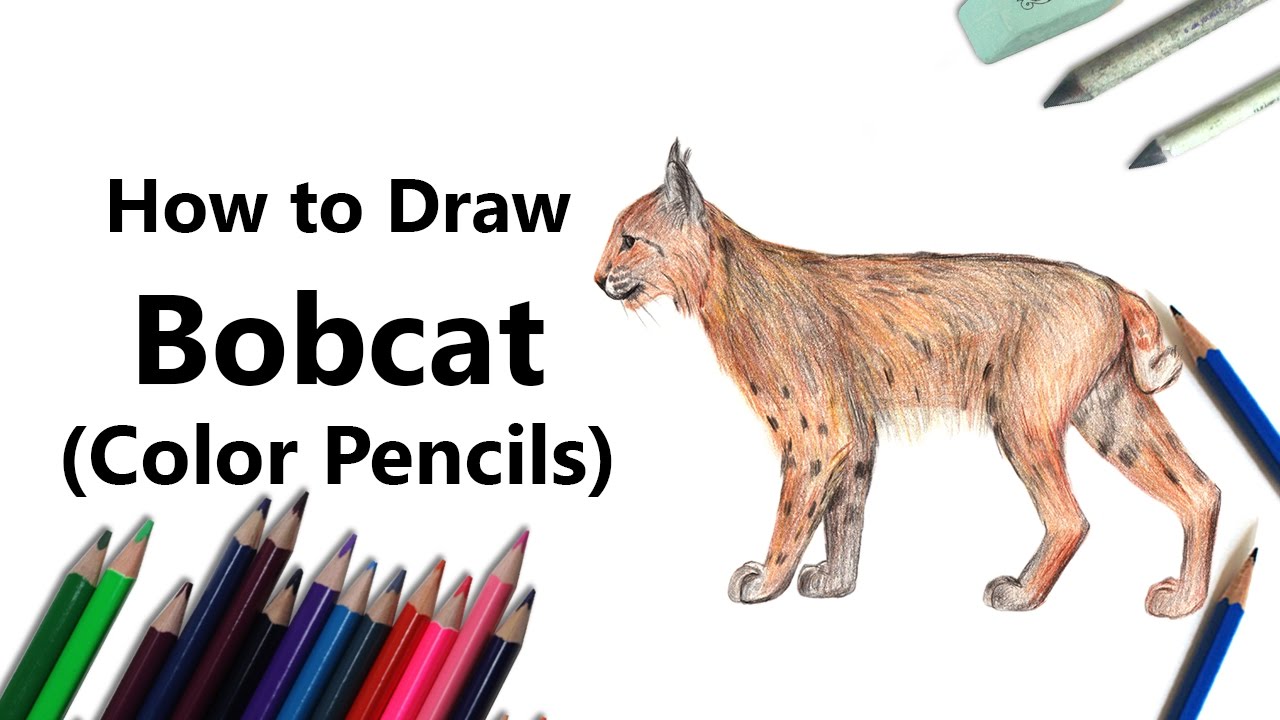 1280x720 How To Draw A Bobcat With Color Pencils [Time Lapse]