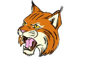 300x200 How To Draw A Bobcat