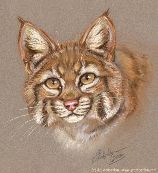 547x600 J.c. Amberlyn (Desertcoyote)