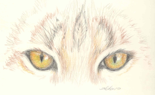 500x309 Bobcats Drawing Conclusions